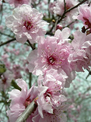 Kirschblüte - Baum