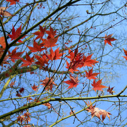 Ahornbaum - rote Blätter