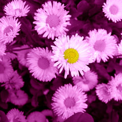Bild mit Pflanzen, Blumen, Lila, Blume, Pflanze, Blüten, Gartenblumen, pink