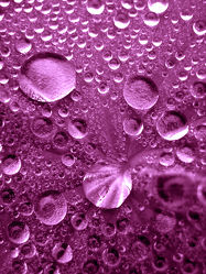 Wasserperlen in Violett - Pink