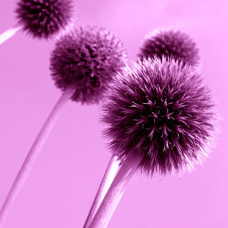 Kugeldistel - Pink - Violett