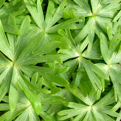 grüner Blätterteppich