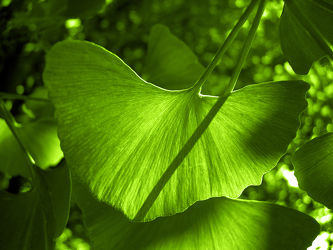grüne Ginkgoblätter - Blatt