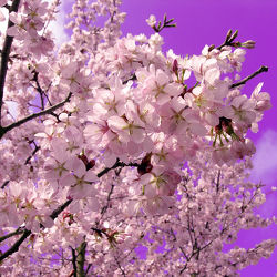 Mandelblüten in Violett