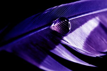 violette Feder mit Wasserperle