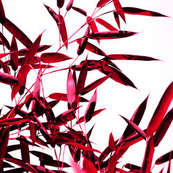 roter Bambus - Blätter - Abstrakt