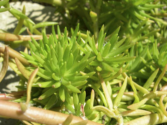 grüner Steinkaktus - Kaktus Makro