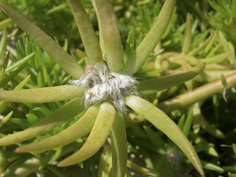 mexikanischer Wollkaktus . Kaktus