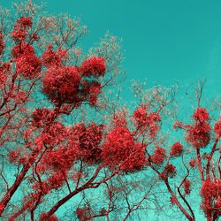 rote Mistel im Frühlings - Baum