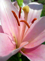 rosa Lilienblüte - Makro - Blüte