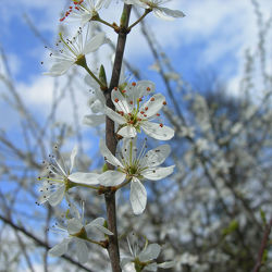 Felsbirne - Blüte - Frühling - Baum