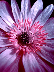 Blütenmakro - Blüte - Anemone