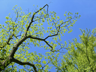 ALT und NEU - Frühling - Baum