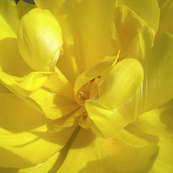 gefüllte Tulpenblüte in Gelb - Makro - Blüte