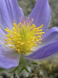 violette Blüte von der Kuhschelle - Makro