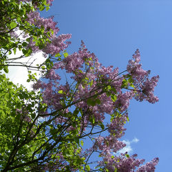 lila Fliederbaum - Blüten - Frühling