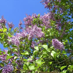 Wenn der Flieder blüht - lila Flieder - Baum im Frühling