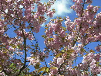 rosa Mandelblüte im Frühling - blauer Himmel