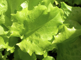 junger Krausersalat - grüner Salat - Blatt