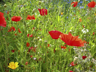 Sommerwiese mit roten Mohn - Blüten