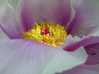violette Pfingstrosenblüte - Makro - Blüte