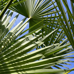 grüne Palmenblätter - Palmenwedel