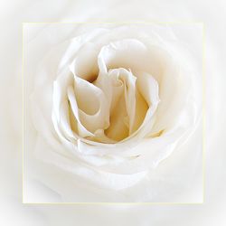 Bild mit Blumen, Rosen, Rose, Rosenblüte, weiße Rose, Blüten, blüte, rosenblüten