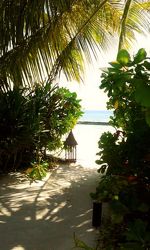 Bild mit Sonnenuntergang, Urlaub, Palmen, Strand, Meer, Palme, Paradies, Ruhe, Malediven, ozean
