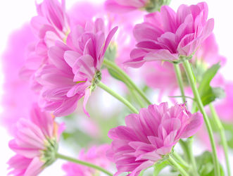 Bild mit Blumen, Rosa, Blume, romantik, pink, romantisch, harmonie, Chrysantheme