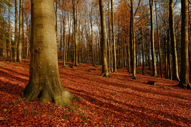 Bild mit Natur, Bäume, Wälder, Herbst, Wald, Baum, Erholung, Wandern