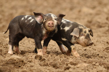 Bild mit Säugetiere, Ferkel, Schwein, Schweine, Hausschwein, niedlich, süß, schweinchen, glücksschweine