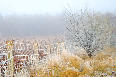 Winterlandschaft im Nebel