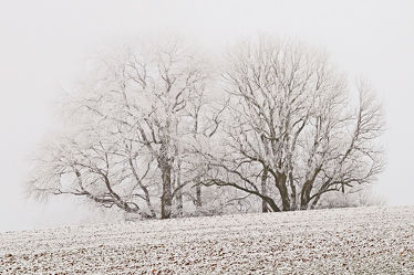 Bild mit Bäume, Winter, Nebel, Ruhe, Winterzeit, Stille, Kälte, Frost, Sonnenlicht, Ausspannen, Rauhreif, Dunst, Kleine_Welt
