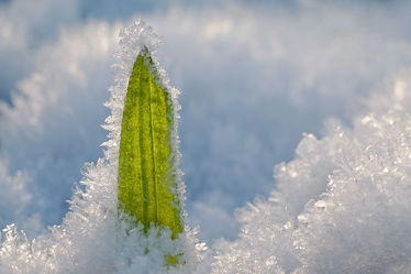 Bild mit Grün, Gräser, Winter, Schnee, Weiß, Makro, Gras, Winterzeit, nahaufnahme, Kälte, Eiskristalle