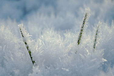 Bild mit Grün, Gräser, Winter, Schnee, Weiß, Sonne, Makro, Gras, Winterzeit, nahaufnahme, Kälte, Eiskristalle