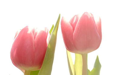 Bild mit Blumen, Frühling, Frühling, Tulpen