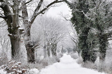 Bild mit Bäume, Winter, Schnee, Sträucher, Wanderweg, Winterzeit