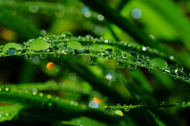 Bild mit Grün, Gräser, Wassertropfen, Regentropfen, Tropfen, Makros, Sonnenlicht, Ausspannen, Tautropfen, Wellnes, Perlen
