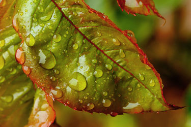 Bild mit Herbst, Blätter, Regentropfen, Laubblatt, Bunt, Tropfen, FARBE