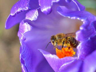 Bild mit Bienen, Nahrung, Krokusse, Pollen, Biene, Honig, Nektar, Bestäubung, Honigbiene