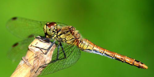 Bild mit Insekten, Libellen, Weibchen, Gewöhnliche Heidelibelle, Sympetrum vulgatum