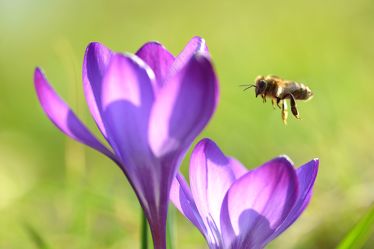 Bild mit Frühling, Bienen, Sonne, Makro, Gegenlicht, Licht, garten, Krokusse, frühjahr, Biene, Honig, Honigbiene