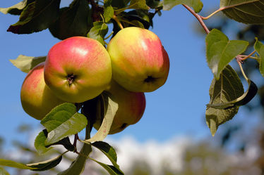 Bild mit Herbst, Obst, Gemüse, Apfel, Extras, GENUSS, Geniessen, Saft, Marmelade, Gelee, Frühstück