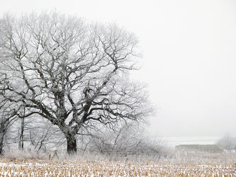 Bild mit Natur, Nebel, Baum, Brücke, Winterzeit, Wiesen, Stoppelfeld, Ãcker, Dunst, Altertum