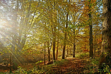 Bild mit Bäume, Wälder, Herbst, Sonne, Wald, Waldweg, Ruhe, Sonnenstrahlen, Sonnenlicht, Wandern, Entspannen