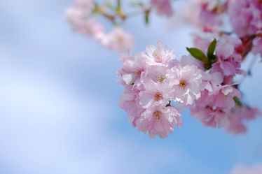 Bild mit Bäume, Frühling, Frühling, Sträucher, Japanische_Zierkirsche