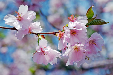 Bild mit Bäume, Frühling, Frühling, Sträucher, Japanische_Zierkirsche