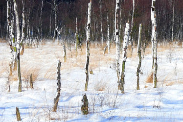 Bild mit Natur, Bäume, Winter, Schnee, Wälder, Birken, Wald, Baum, Birke, Kälte, Frost, Moor