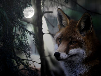 Bild mit Tiere, Dunkelheit, Wald, Tier, Säugetier, Nacht, Fuchs, Mondschein, Vollmond, Füchse