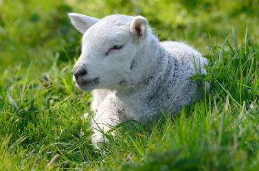 Bild mit Säugetiere, Frühling, Haustiere, Schafe, Weide, Nutztiere, Lamm, Lämmer, Osterlamm